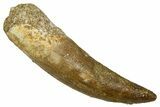 Fossil Plesiosaur (Zarafasaura) Tooth - Morocco #369984-1